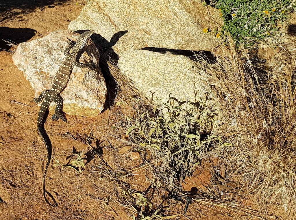 Perentie (Varanus giganteus), Alice Springs Desert Park
