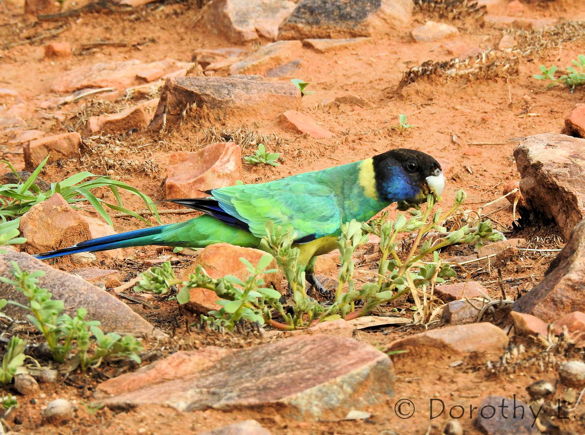 Port Lincoln Ringneck (Barnardius zonarius)