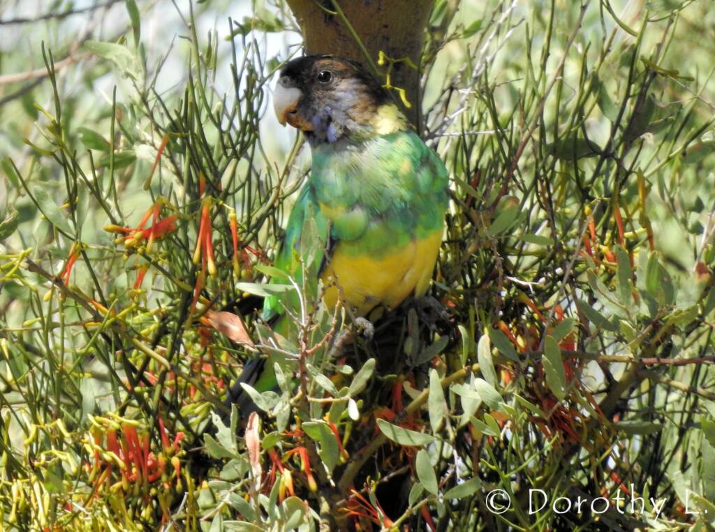 Port Lincoln Ringneck (Barnardius zonarius)