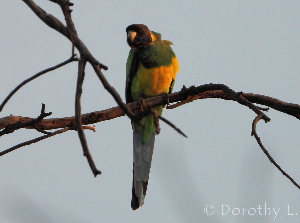 Port Lincoln Ringneck (Barnardius zonarius) at sunrise
