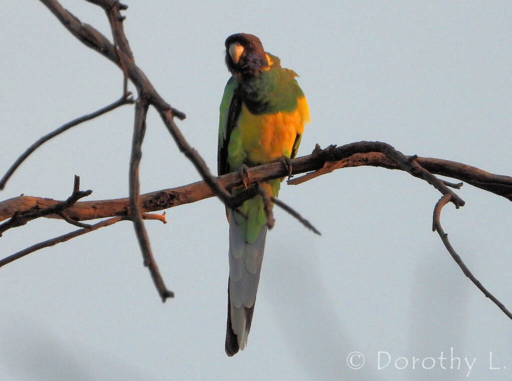 Port Lincoln Ringneck (Barnardius zonarius) at sunrise