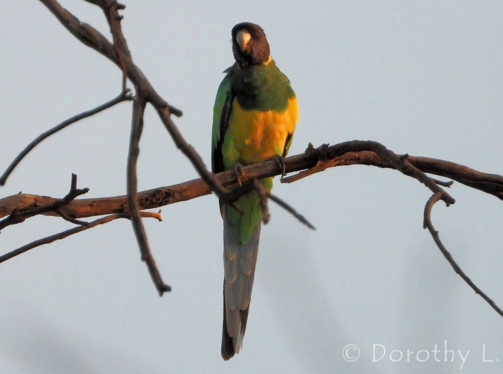 Port Lincoln Ringneck (Barnardius zonarius) at sunrise