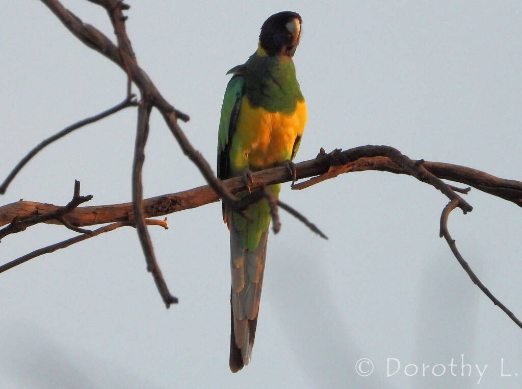 Port Lincoln Ringneck (Barnardius zonarius) at sunrise