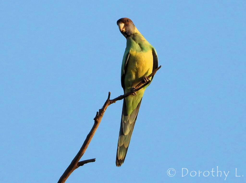 Port Lincoln Ringneck (Barnardius zonarius)