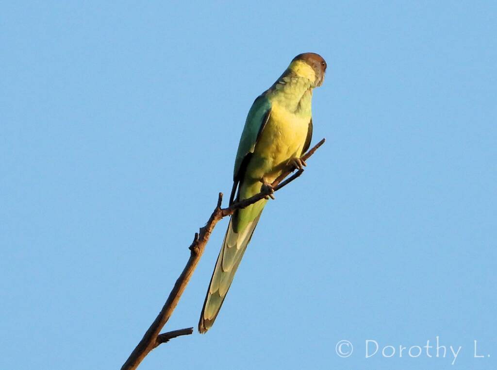 Port Lincoln Ringneck (Barnardius zonarius)