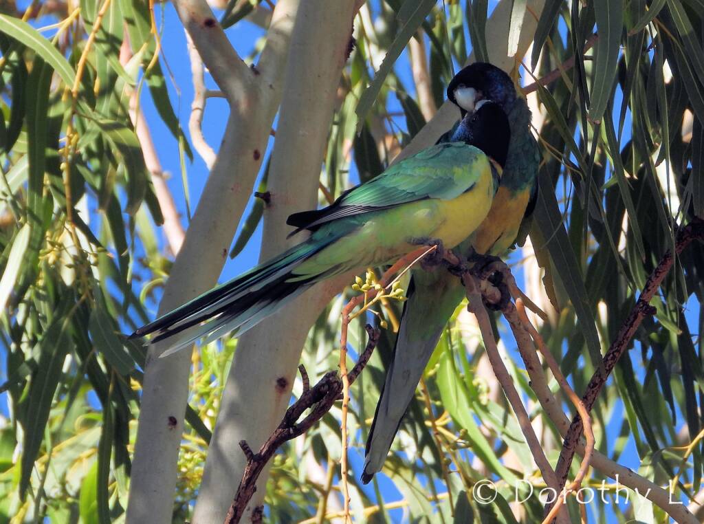 Port Lincoln Ringneck (Barnardius zonarius)