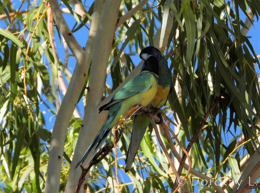 Port Lincoln Ringneck (Barnardius zonarius)