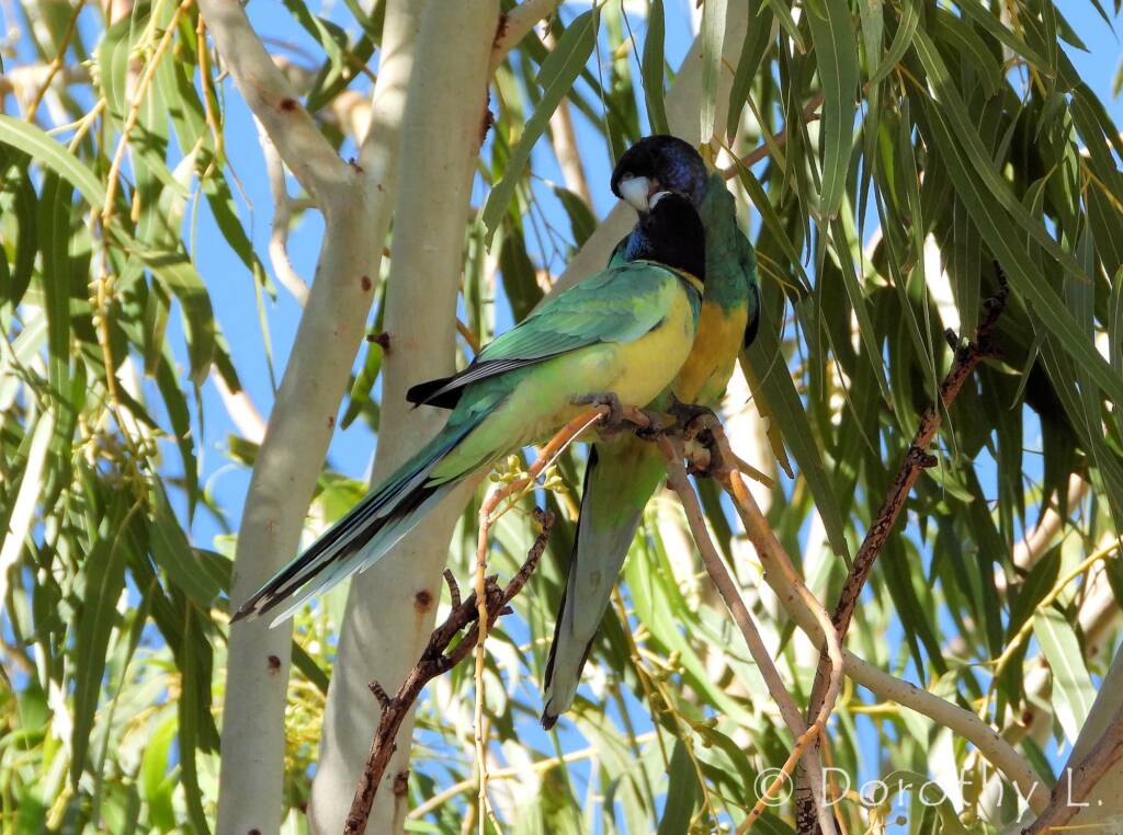 Port Lincoln Ringneck (Barnardius zonarius)