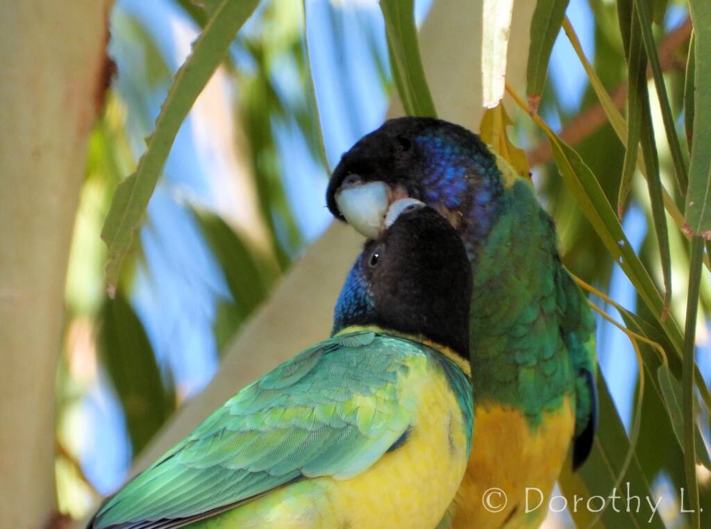 Port Lincoln Ringneck (Barnardius zonarius)
