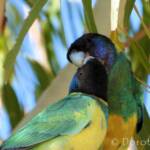 Port Lincoln Ringneck (Barnardius zonarius)