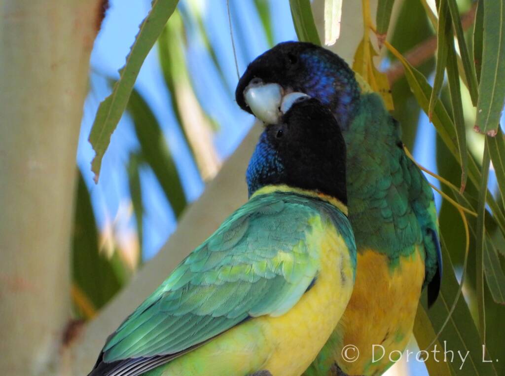 Port Lincoln Ringneck (Barnardius zonarius)