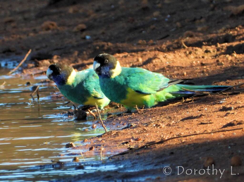 Port Lincoln Ringneck (Barnardius zonarius)