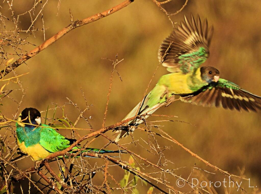 Port Lincoln Ringneck (Barnardius zonarius)