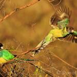 Port Lincoln Ringneck (Barnardius zonarius)