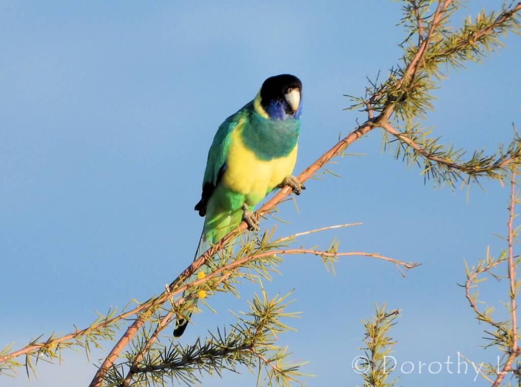 Port Lincoln Ringneck (Barnardius zonarius)