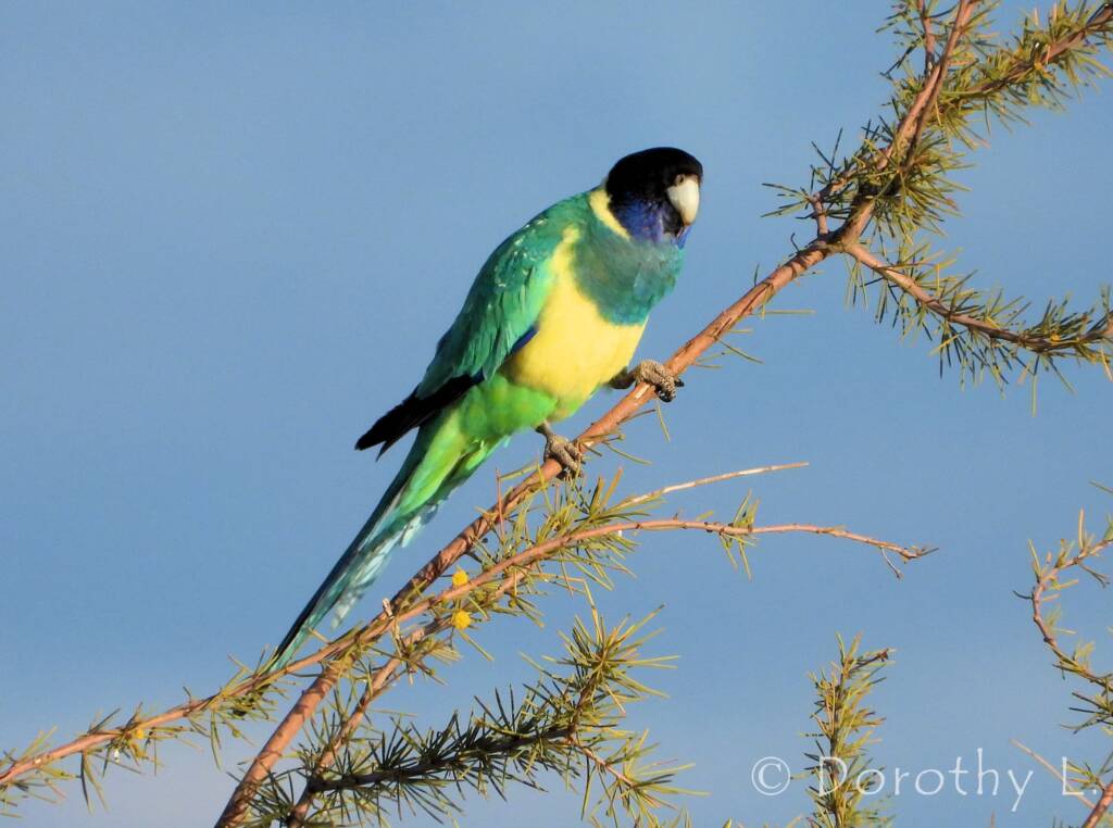 Port Lincoln Ringneck (Barnardius zonarius)
