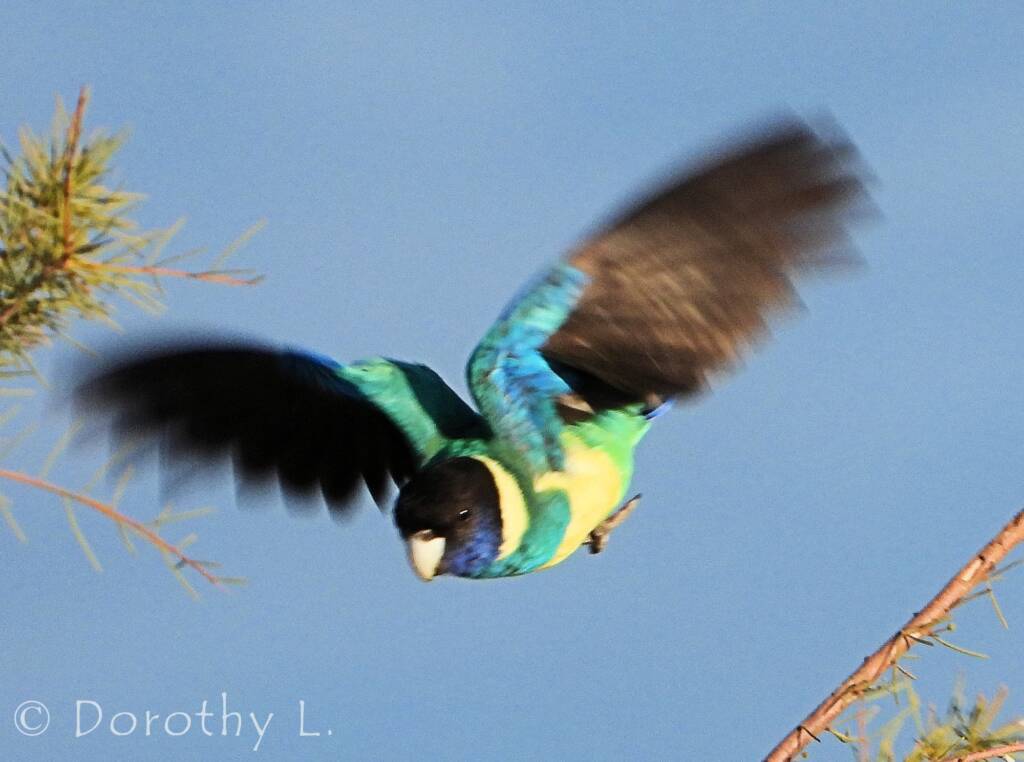 Port Lincoln Ringneck (Barnardius zonarius)