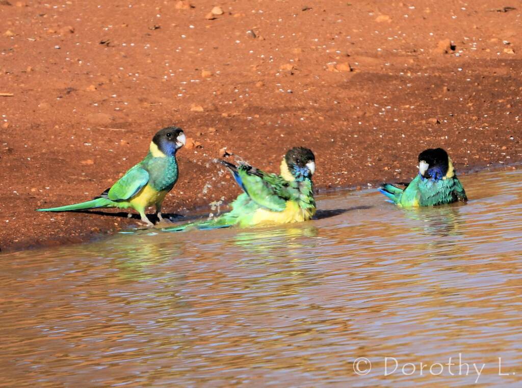 Port Lincoln Ringneck (Barnardius zonarius)