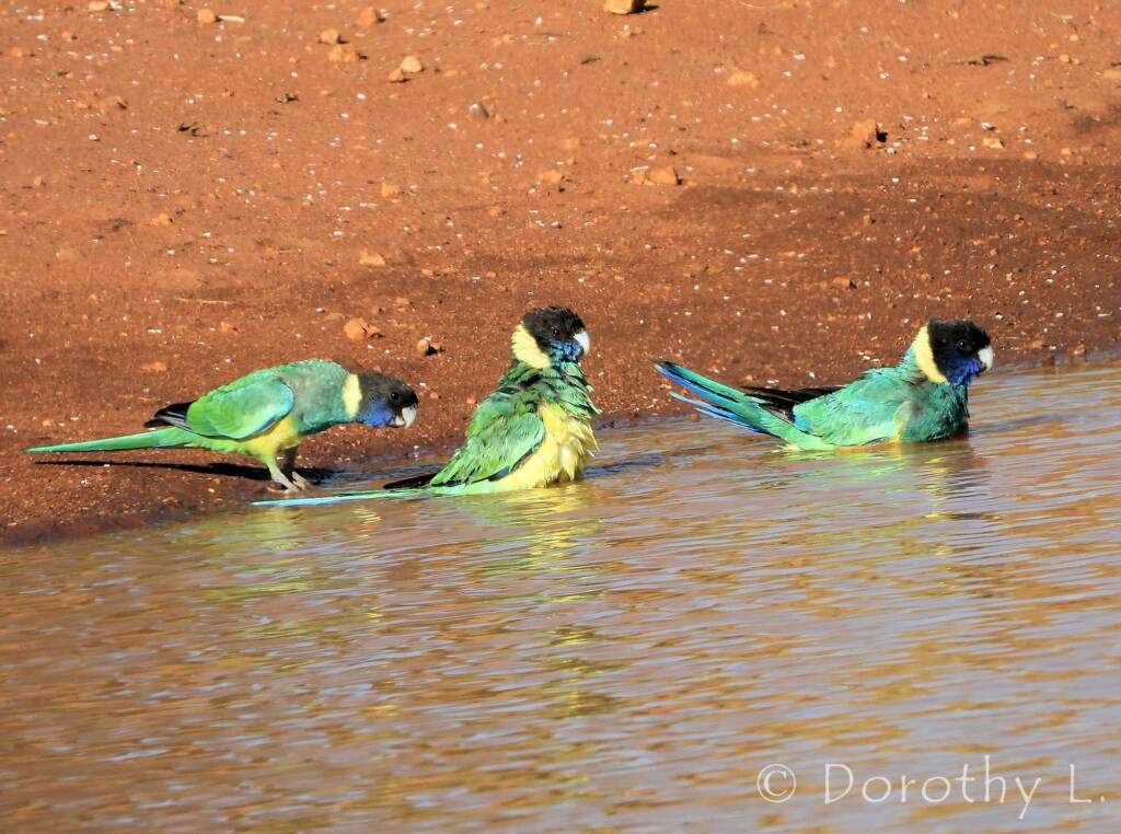 Port Lincoln Ringneck (Barnardius zonarius)