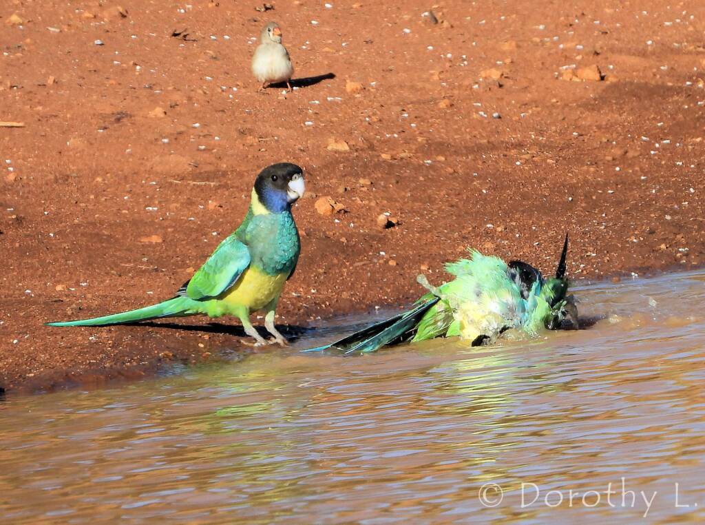 Port Lincoln Ringneck (Barnardius zonarius)