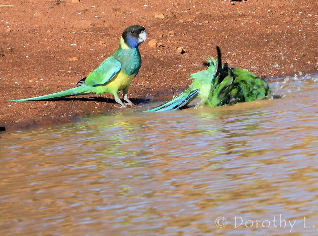 Port Lincoln Ringneck (Barnardius zonarius)