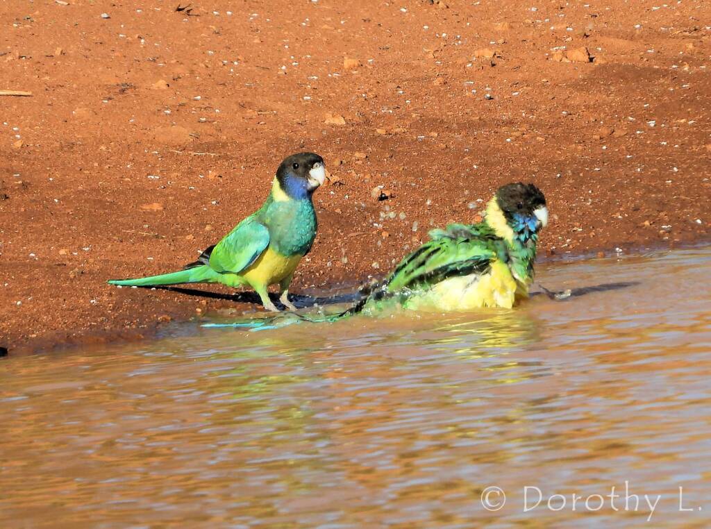 Port Lincoln Ringneck (Barnardius zonarius)