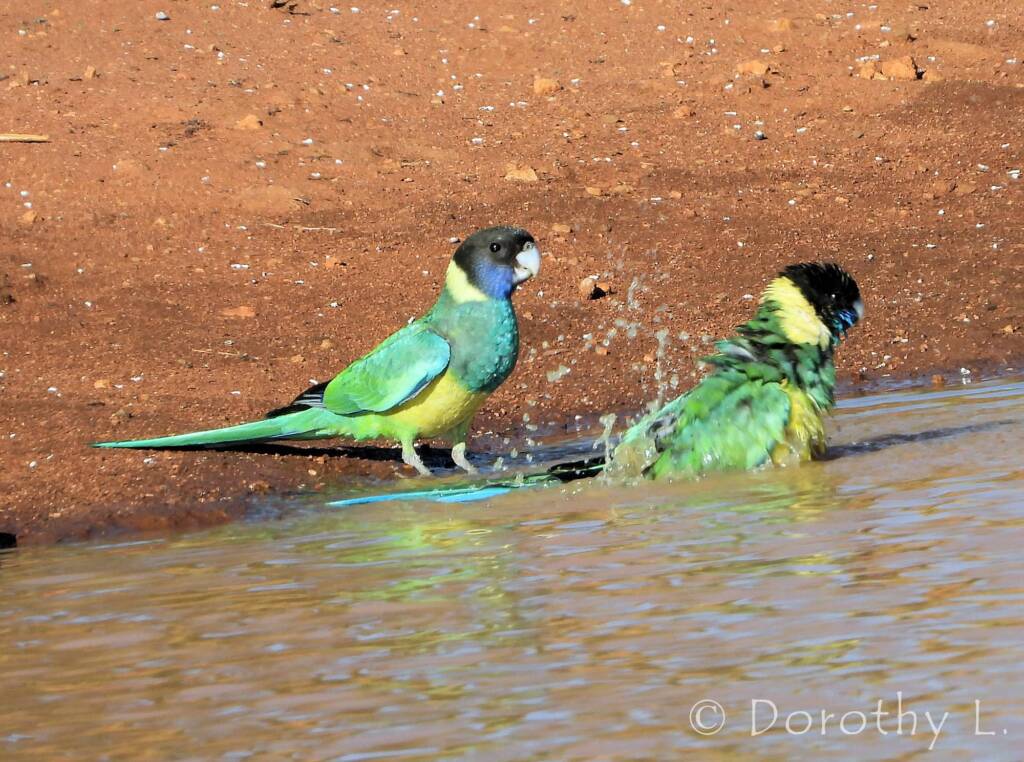 Port Lincoln Ringneck (Barnardius zonarius)