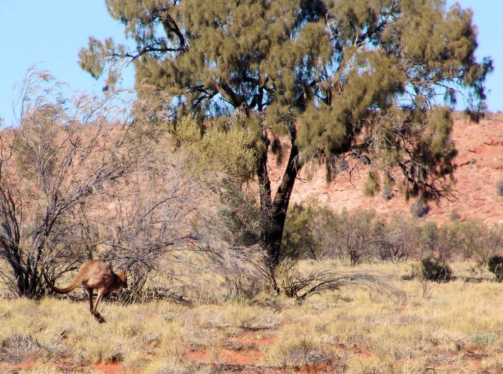 Red Kangaroo and Desert Oak, Wurre / Rainbow Valley, NT