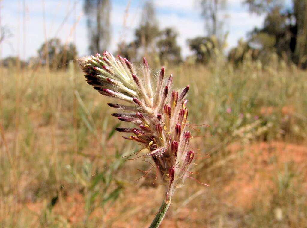 Red Pussytail (Ptilotus polystachyus)
