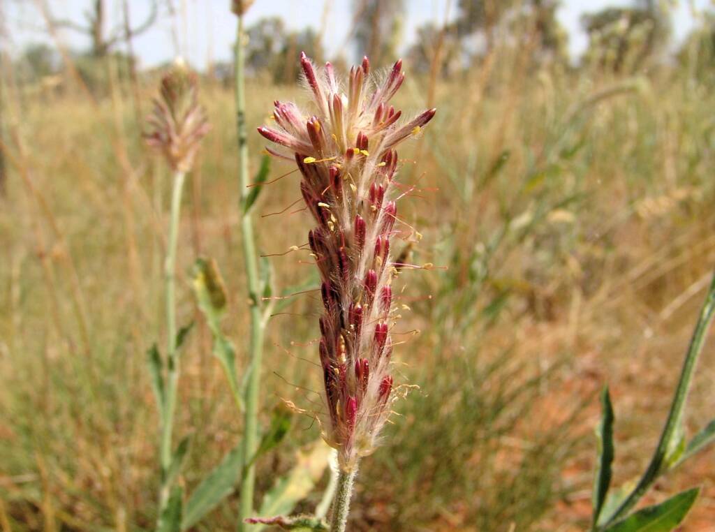 Red Pussytail (Ptilotus polystachyus)
