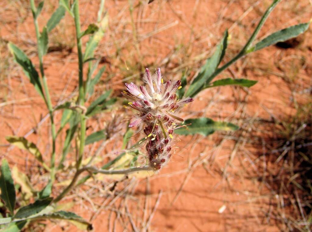 Red Pussytail (Ptilotus polystachyus)