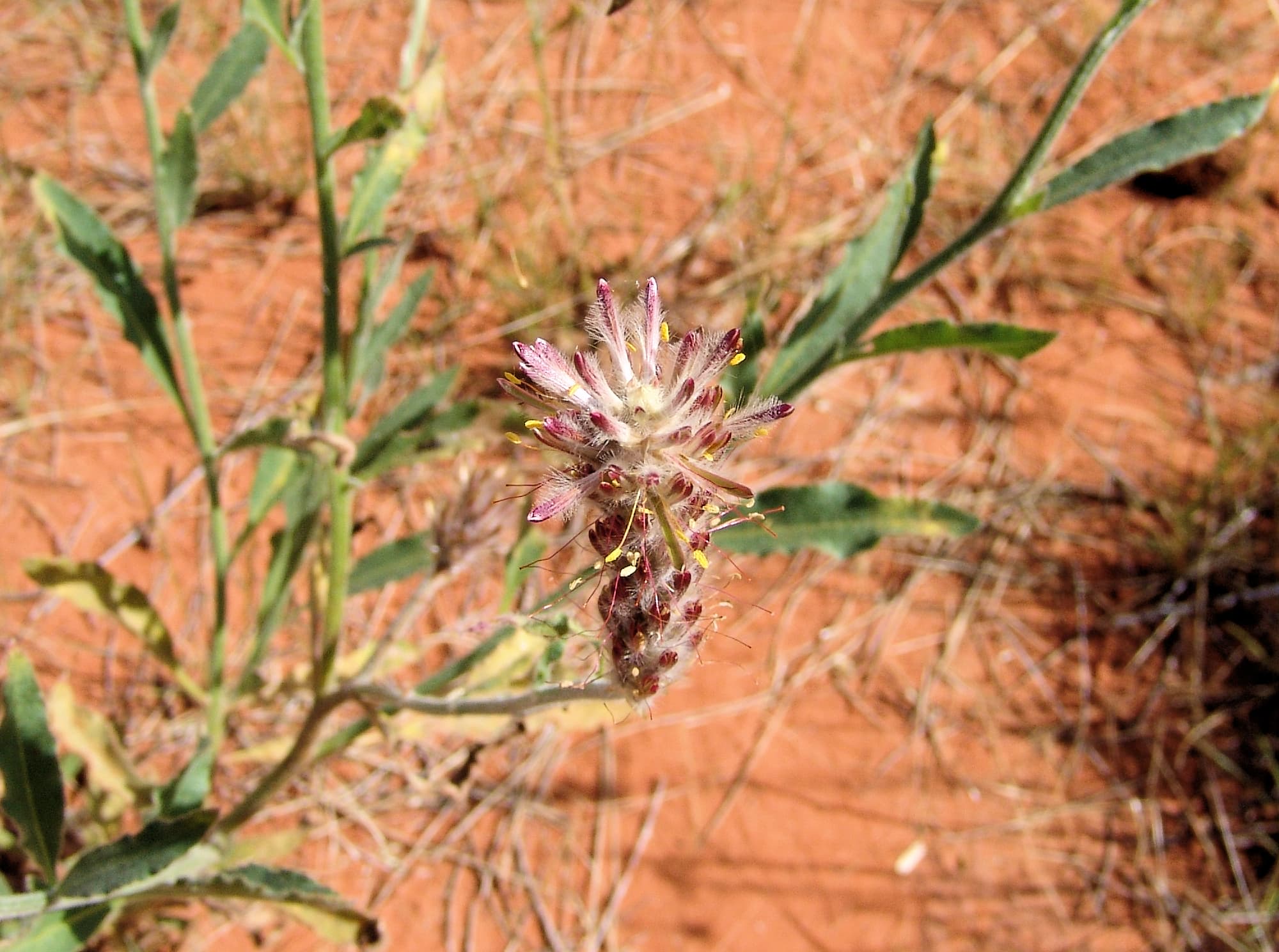 Red Pussytail (Ptilotus polystachyus)