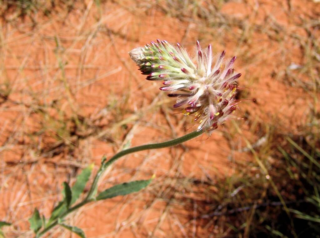 Red Pussytail (Ptilotus polystachyus)
