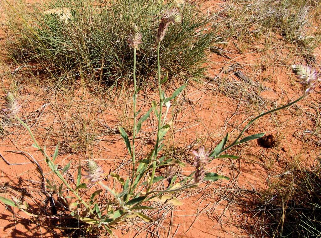 Red Pussytail (Ptilotus polystachyus)
