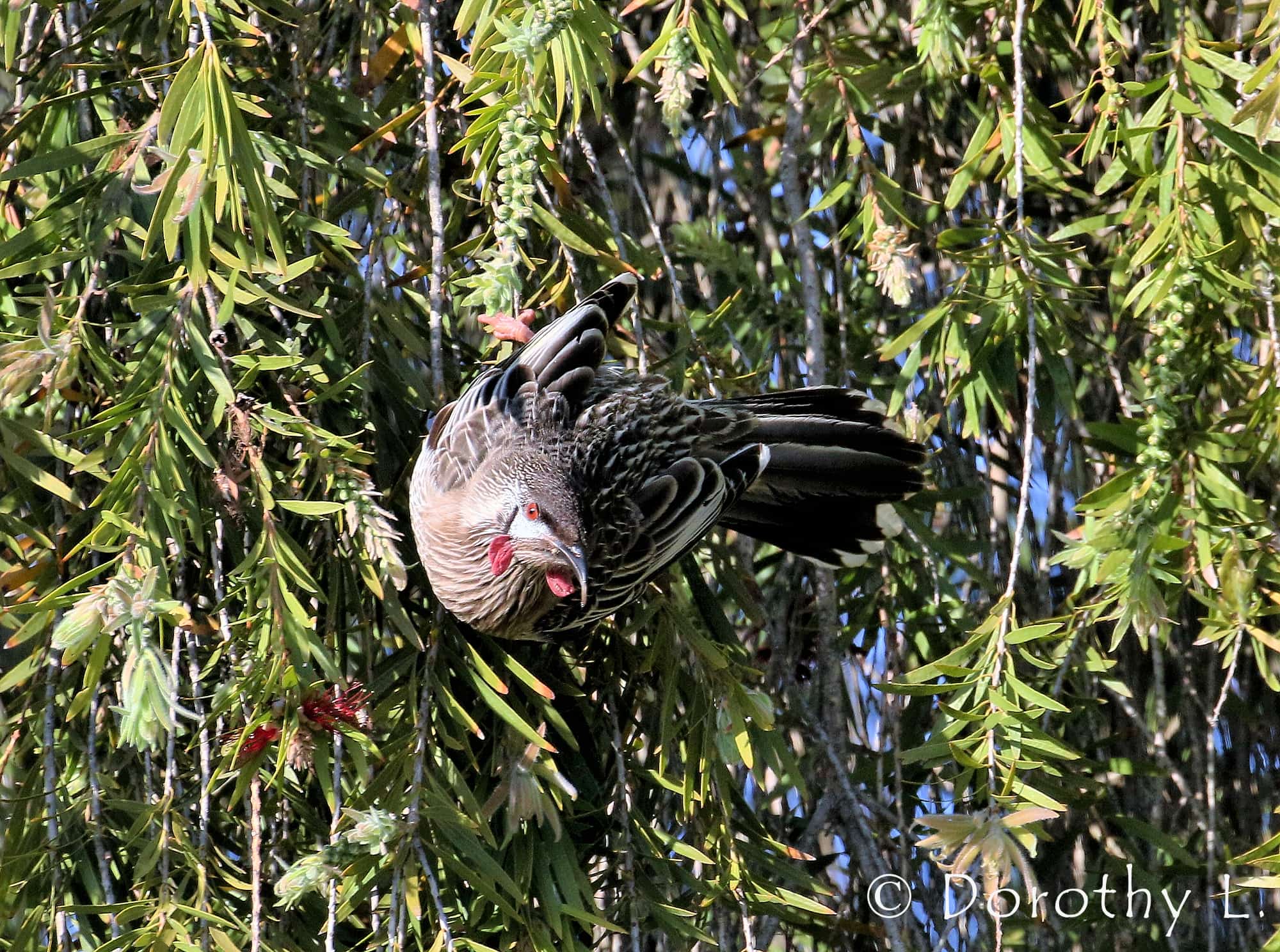 Red Wattlebird (Anthochaera carunculata)
