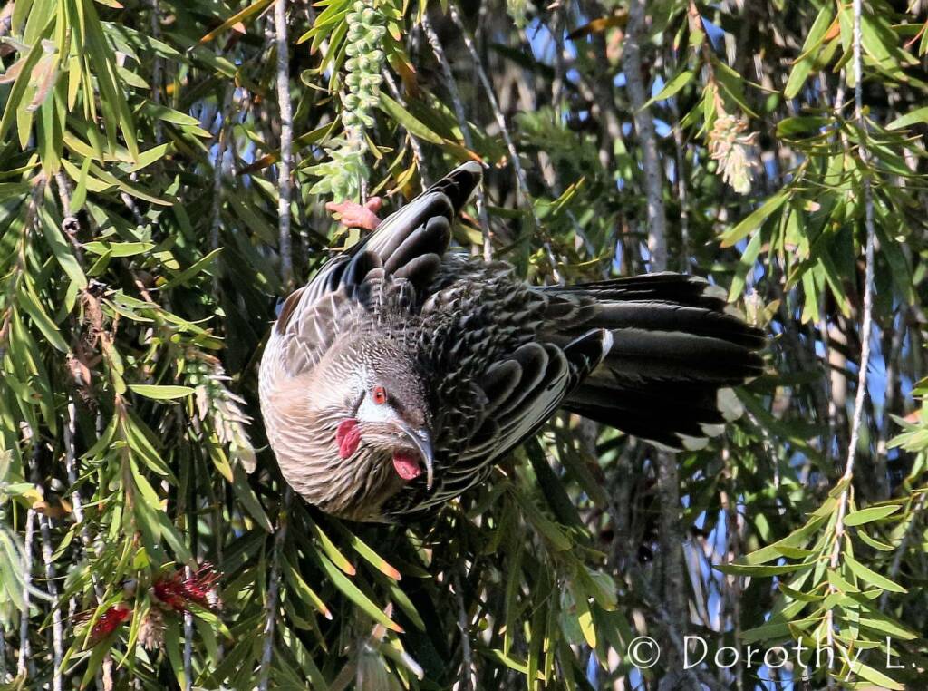 Red Wattlebird (Anthochaera carunculata)
