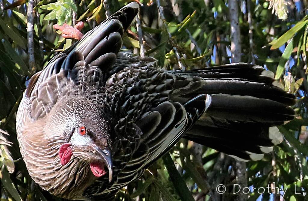 Red Wattlebird (Anthochaera carunculata)