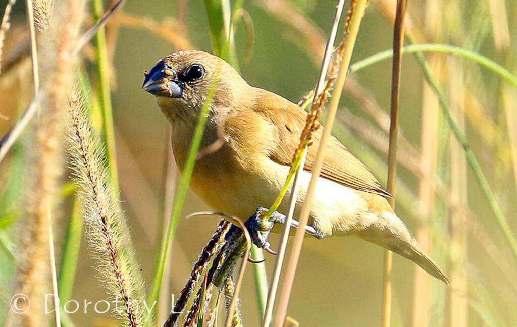 Scaly-breasted Munia (Lonchura punctulata)