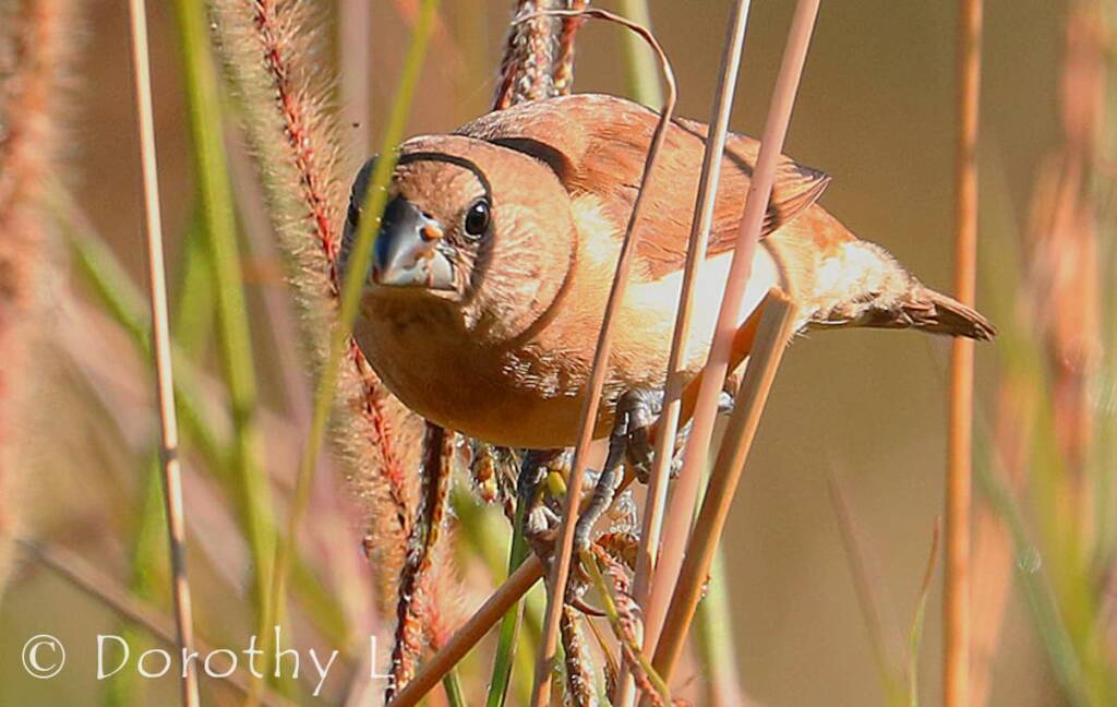 Scaly-breasted Munia (Lonchura punctulata)