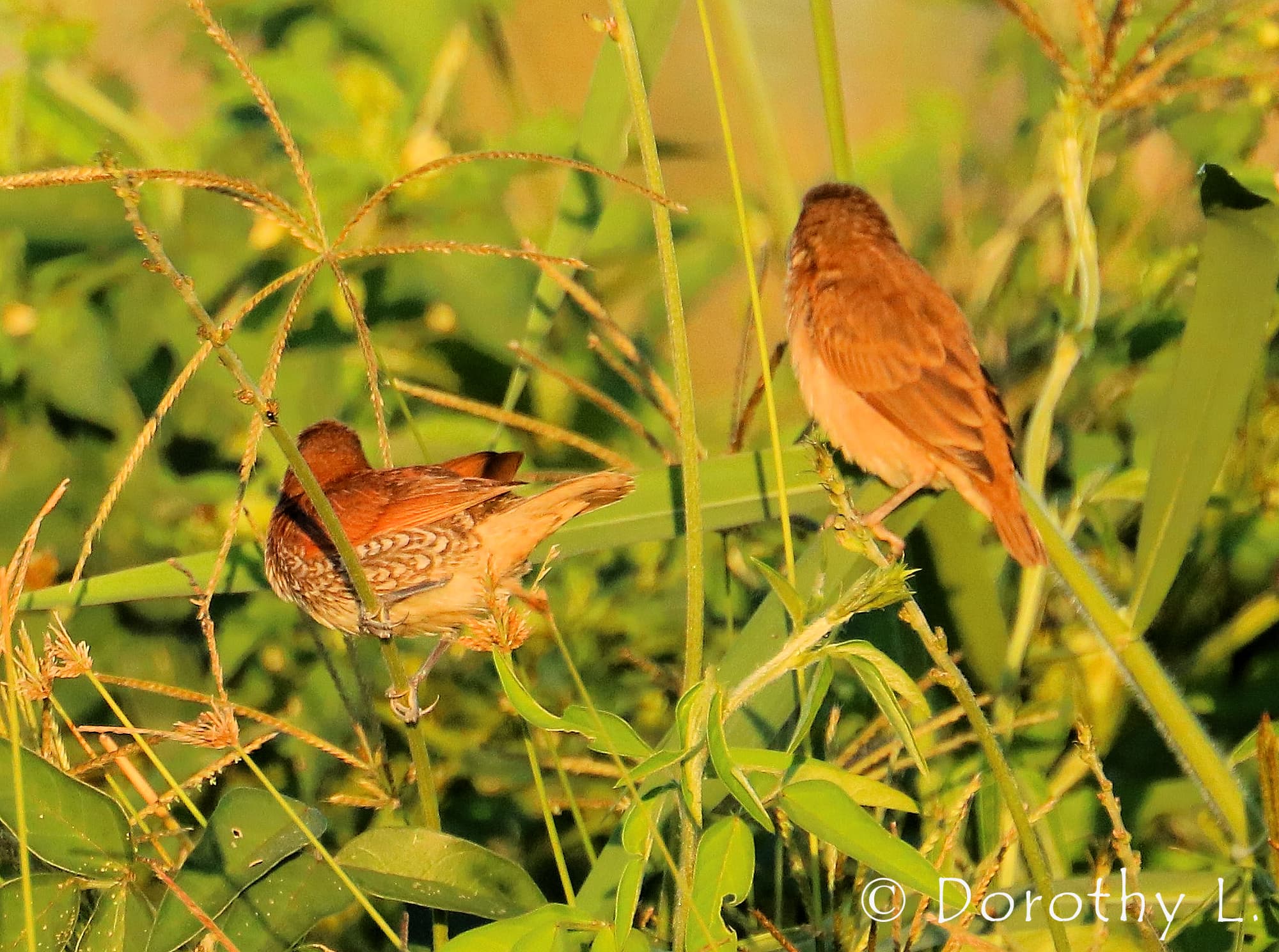 Scaly-breasted Munia (Lonchura punctulata)