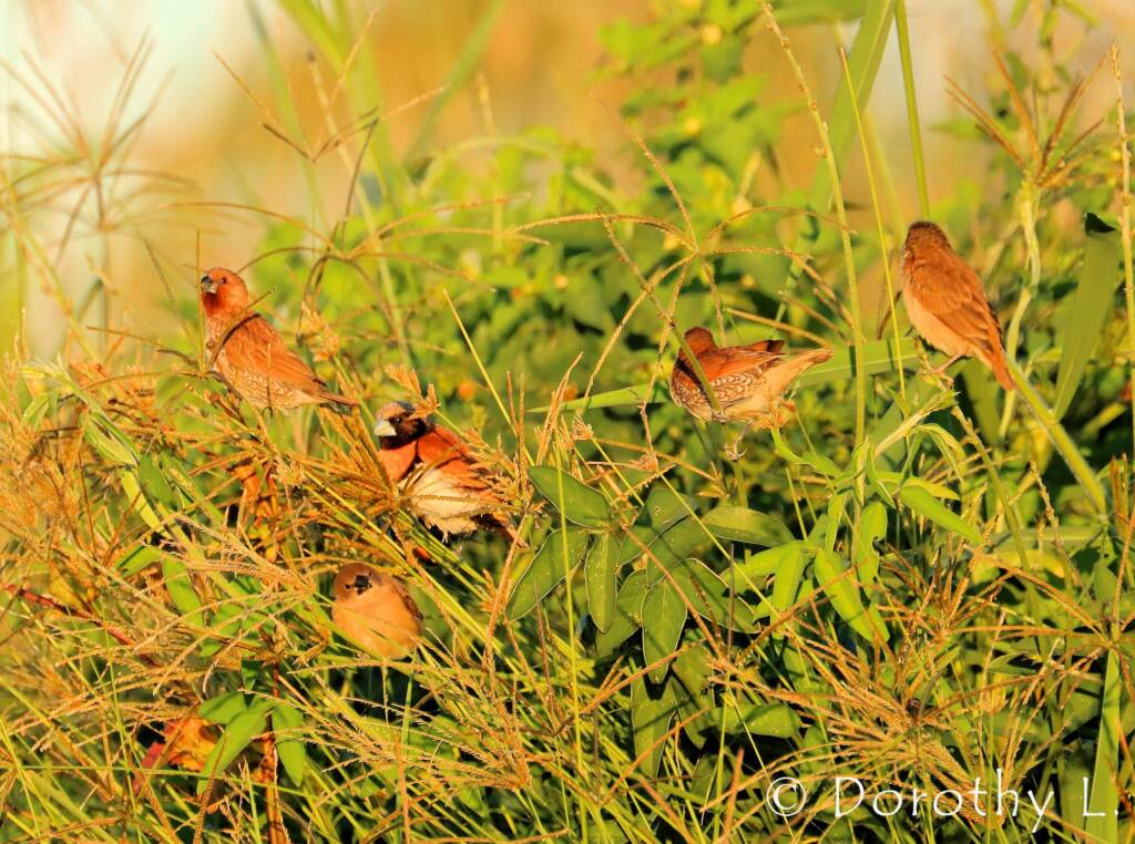 Scaly-breasted Munia (Lonchura punctulata)