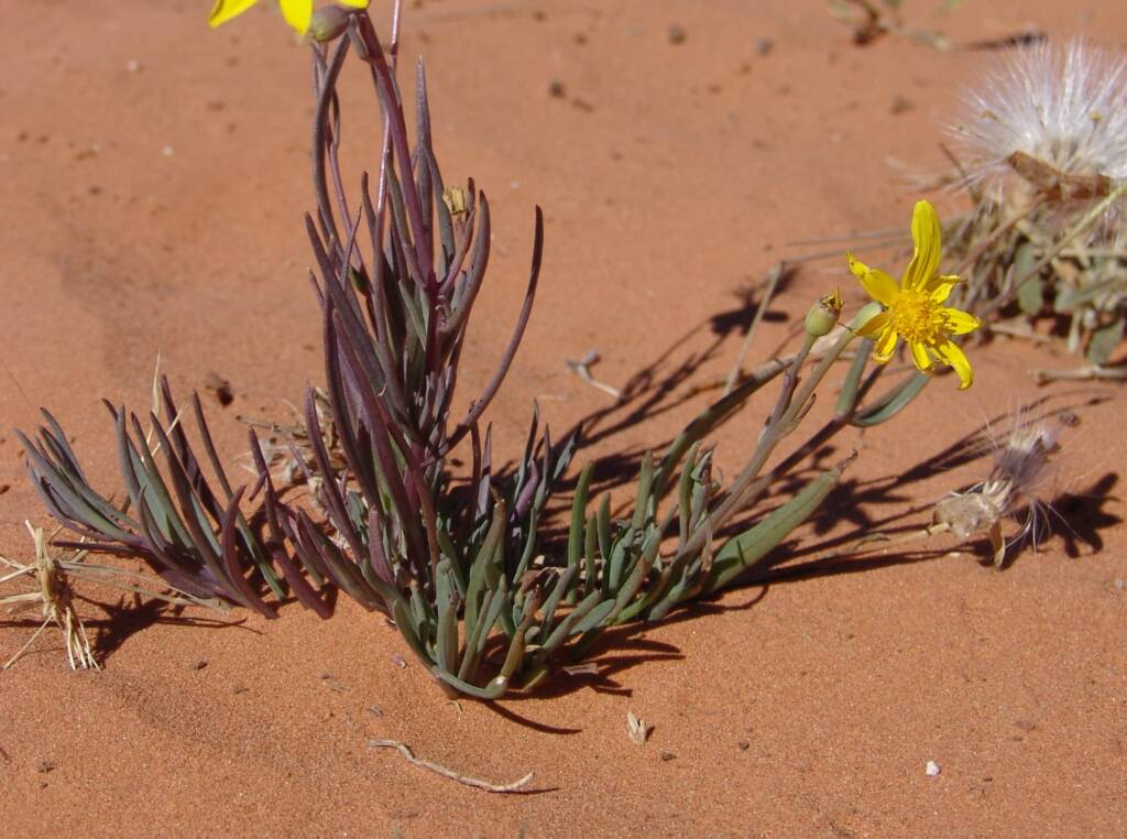 Annual Yellowtop (Senecio gregorii)