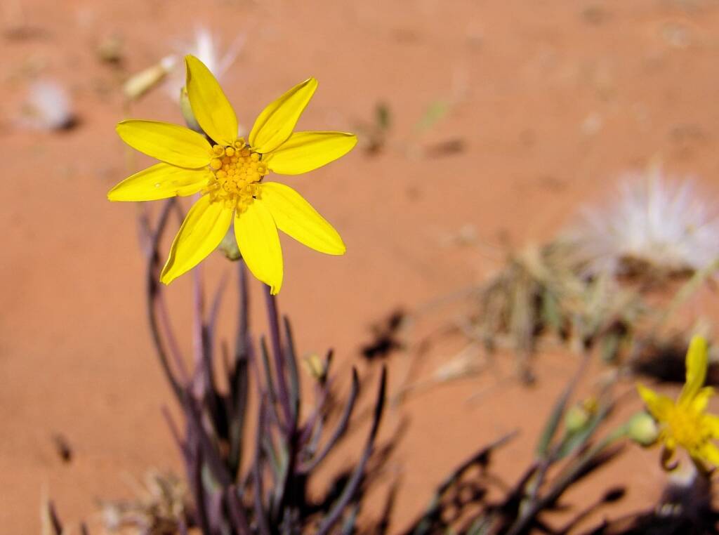 Annual Yellowtop (Senecio gregorii)