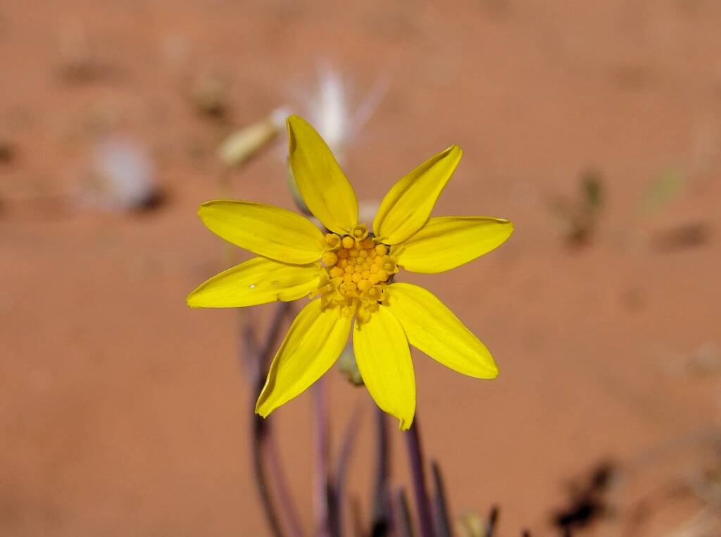 Annual Yellowtop (Senecio gregorii)