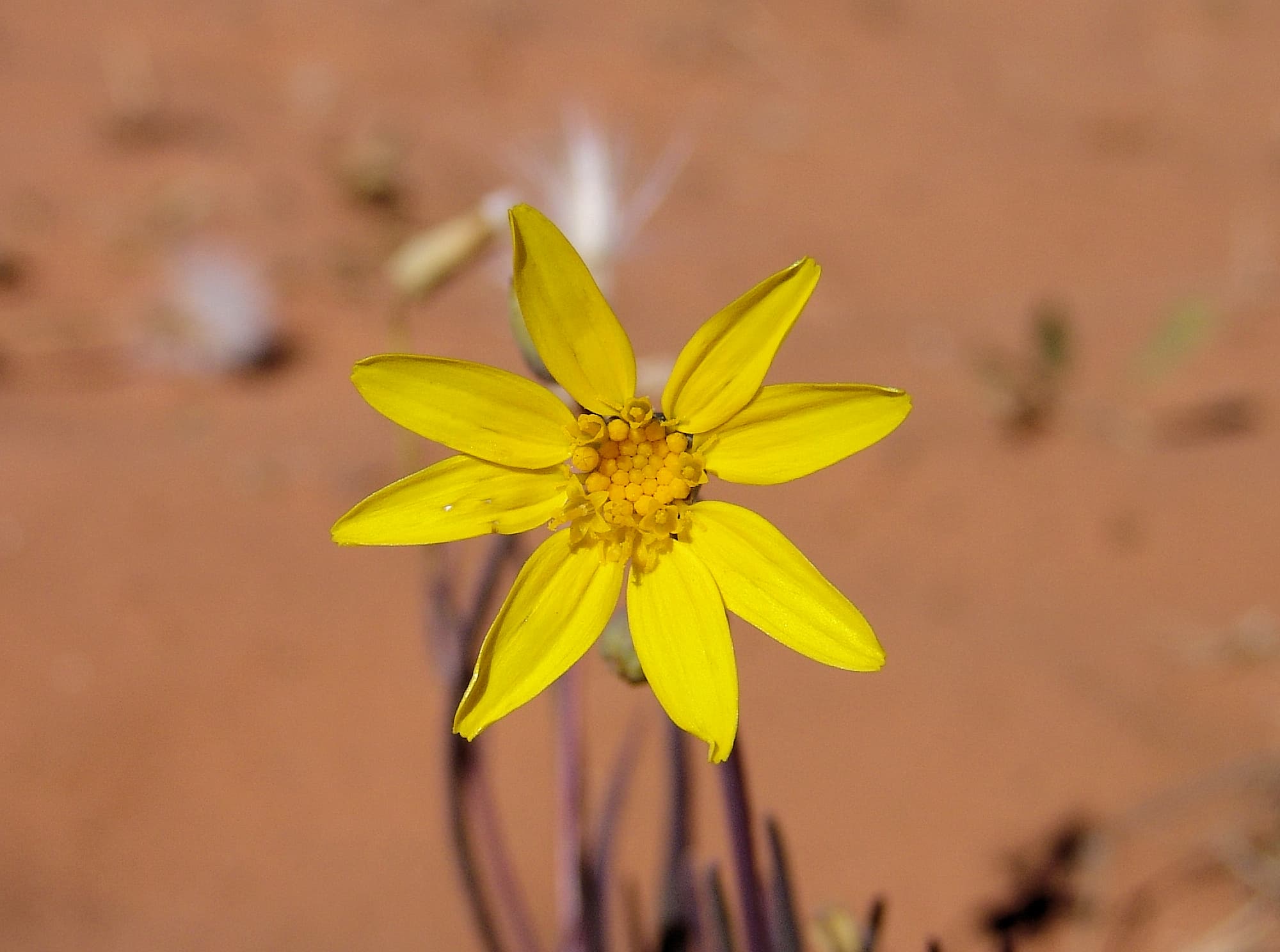 Annual Yellowtop (Senecio gregorii)