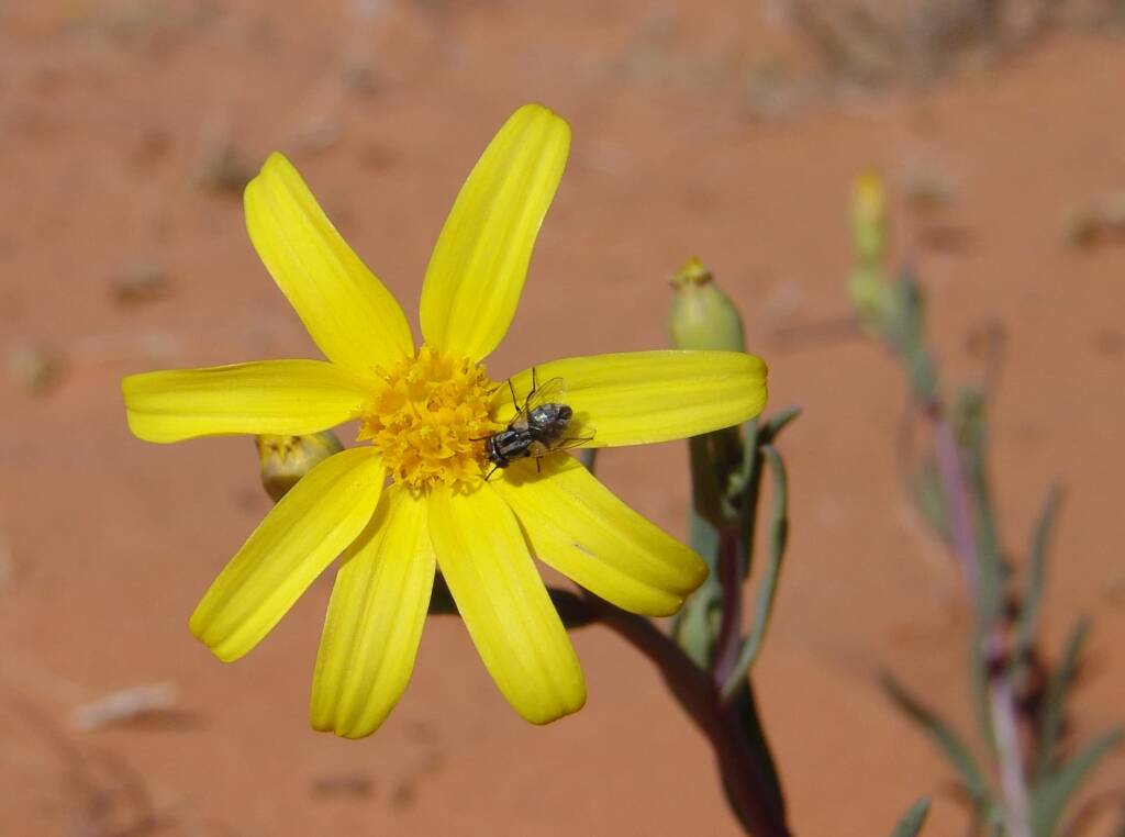 Annual Yellowtop (Senecio gregorii)