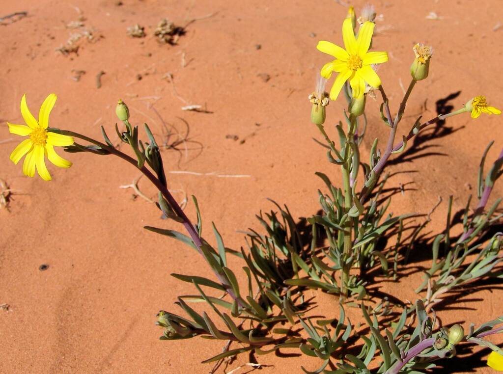 Annual Yellowtop (Senecio gregorii)
