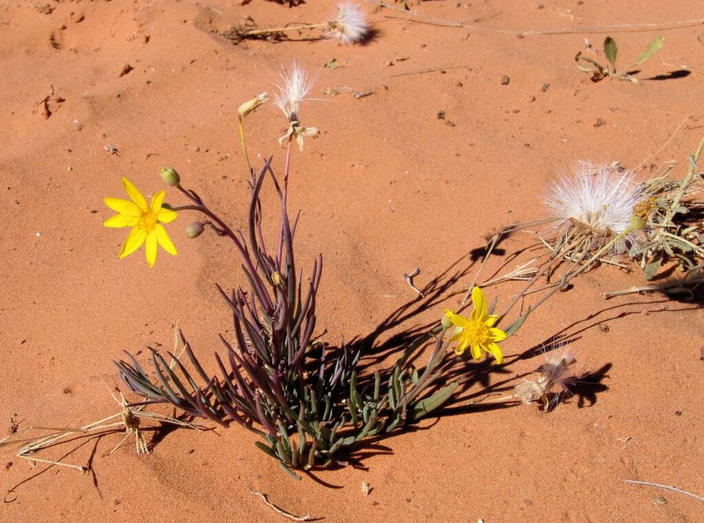 Annual Yellowtop (Senecio gregorii)