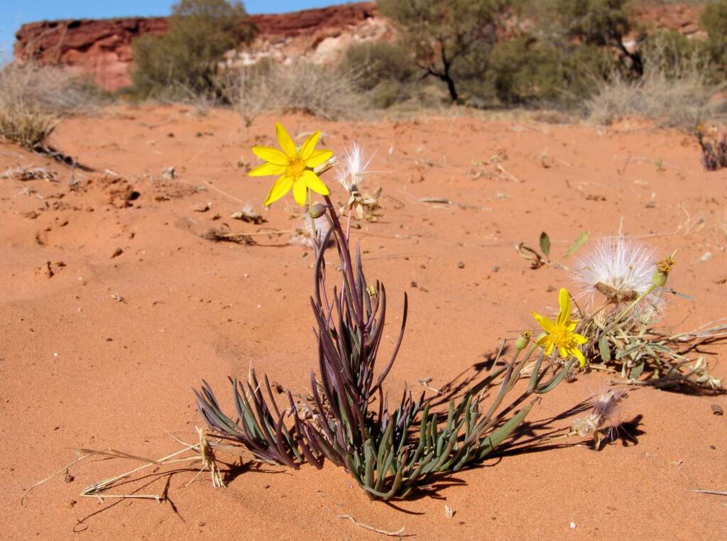 Annual Yellowtop (Senecio gregorii)