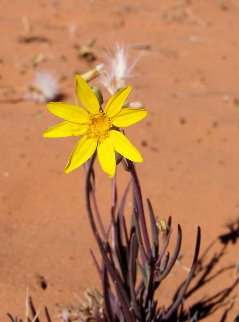 Annual Yellowtop (Senecio gregorii)
